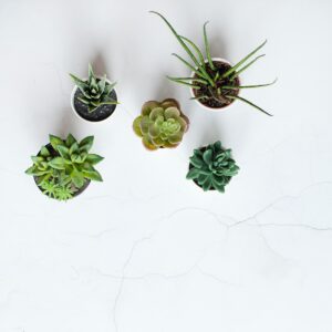five assorted succulent