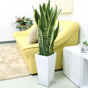 観葉植物 サンスベリア 浄化 風水 健康運 おしゃれ 高級 陶器 鉢植え