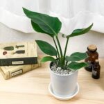 観葉植物 ストレリチア・ニコライ 白い極楽鳥花 風水 仕事運 人間関係