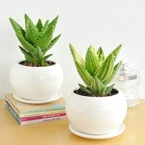 観葉植物 アロエ 不夜城 美容 健康運 風水 白い 丸い 鉢 かわいい 鉢植え 陶器