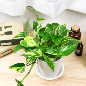 観葉植物 ゴールデン ポトス 黄金カズラ 金運 風水 健康運　